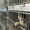 
A cat designated "feral" looks out of a cage at the Lied Animal Shelter in Las Vegas on Tuesday. Lied euthanized 11,065 cats in the first seven months of this year.