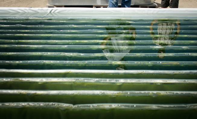 Solix Biofuels employees Pete Hentges and Tracy Yates are reflected in an algae pond at company affiliated with Colorado State University. When harvested, algae can be made into biodiesel fuel. The university has taken aggressive steps to commercialize its research results.