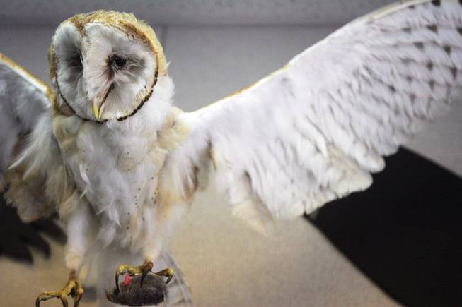 The barn owl, on display at the Henderson Bird Viewing Preserve, is one of the many birds considered a raptor.