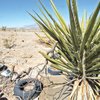A yucca plant is surrounded by trash on undeveloped BLM land at the south end of Ann Road.

