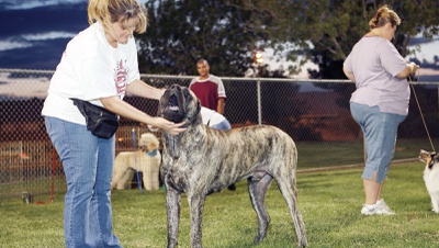 Training class prepares dogs, owners for show