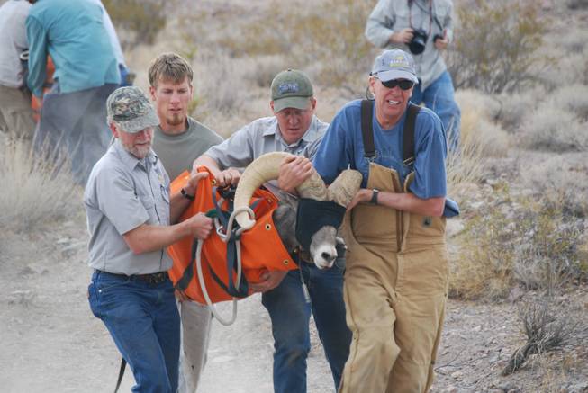 Nevada Department of Wildlife biologists carry a bighorn sheep from the landing zone to the processing area for examination by the agency's veterinarian prior to its relocation to a Lincoln County mountain range.