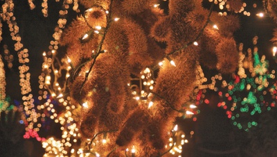 Chocolate factory lights up the cacti for Christmas