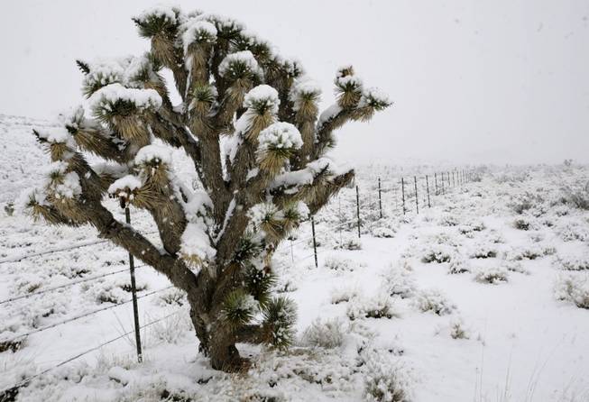 Snow-covered trees dotted the area near Red Rock Canyon on ...