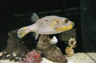 A puffer fish swims in a tank at the marine science lab at McDoniel Elementary School.