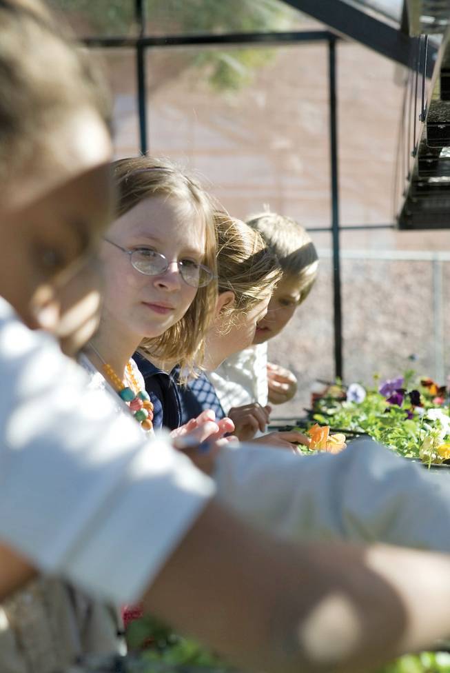 Mackinzie Howel looks for flowers to prune inside Frank Lamping Elementary School's greenhouse. Students at Lamping get horticulture experience and science know-how from the work.