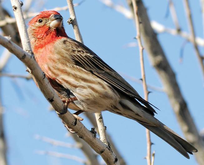 A male house finch clings to a branch in Pittman Wash, the last remaining desert riparian ecosystem in the Green Valley area, on Saturday. Project Green coordinators aim to involve the community in helping to preserve and maintain the ecosystem of the wash, which is home to many forms of desert plants and animals.