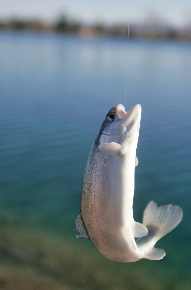 With the Veterans Memorial Park fishing pond freshly stocked by the Nevada Department of Wildlife, Tony Haller has no trouble catching a fish on Jan. 27. One of the city's most popular spots, Haller spends a few days a week at the pond to try his luck.
