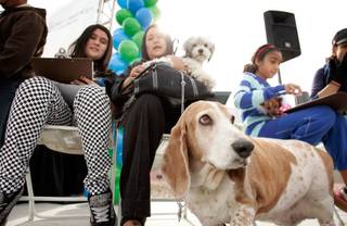 Droopy, bottom right, waits with his owners Terra Facciola, left, 12, and her mother Atsuko Facciola, with their other dog Shaggy, to get a free check-up for their dogs at Lied Animal Shelter  on Sunday, Feb. 15, 2009 as part of an event to kick off the 