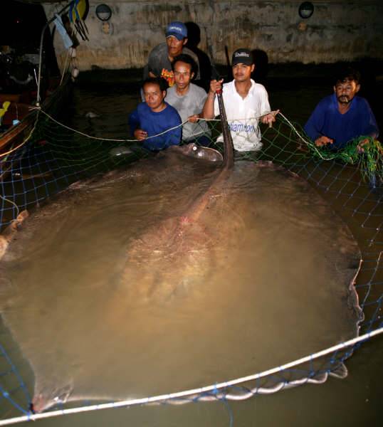 A University of Nevada, Reno researcher says this giant stingray, which news reports said weighed 771 pounds, has never been weighed. 