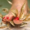 
A customer in Alexandria, Va., has her toes nibbled by a type of carp called garra rufa, or doctor fish, during a fish pedicure treatment. The treatment, popular in Asia, is illegal in Nevada, though an Assembly bill seeks to overturn that.