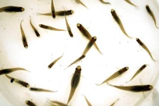 A school of mosquito fish swim in the swimming pool of a foreclosed home in Henderson Tuesday. The fish feed on the aquatic larval and pupal stages of mosquitoes.