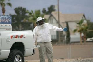 A beekeeper evaluates a site near Spencer Street and Eldorado Lane after a colony of Africanized bees was disturbed March 21, 2009.
