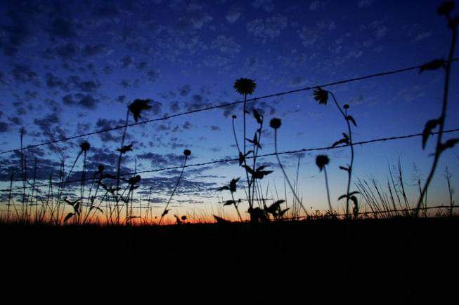 Flowers are silhouetted against the morning sky along a country ...