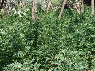 Authorities finished clearing a remote outdoor marijuana grow site this week in Esmeralda County, Nev. 