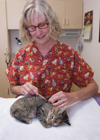 Volunteer Karin Lemmon injects an AVID (American Veterinary Identification Device) microchip under the skin of a kitten at the Bonanza Cat Hospital Tuesday, Oct. 20, 2009. 
