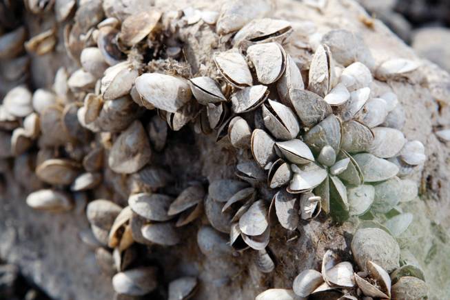 Dead quagga mussels are clustered on a rock at Lake Mead last year. The mollusks release toxins that can move up the food chain.