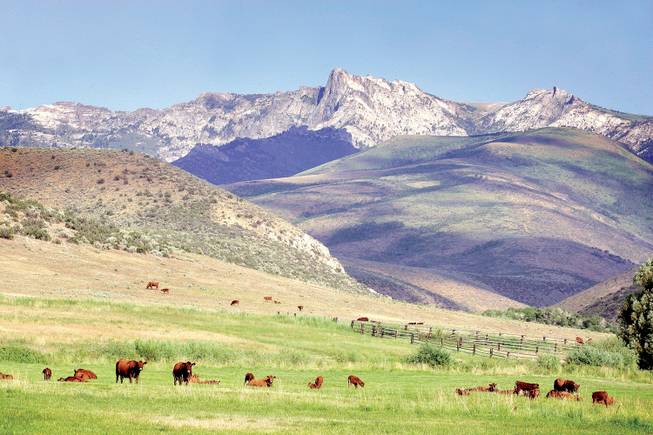 
The Gibbonses own 40 acres in rural Nevada near Elko. 