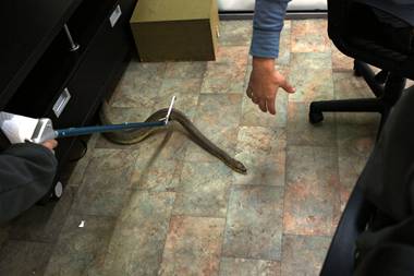 Donald Schultz reaches for a python inside his glass room Tuesday on the Las Vegas Strip.