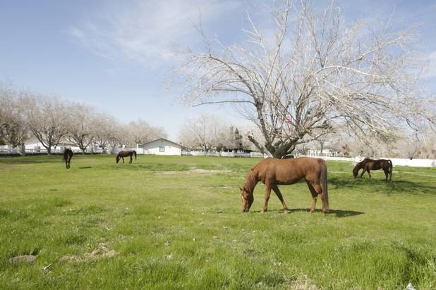 Horses graze on property owned by entertainer Wayne Newton in Las Vegas Thursday, Feb. 25, 2010. Moving vans accompanied by official-looking vehicles arrived at the home of Las Vegas entertainer Wayne Newton this morning but left soon after without removing anything. Metro Police said they weren't commenting on the case. 