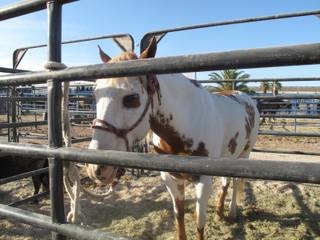 A horse waits in a pen before Sunday night's rodeo at Helldorado Days. The four-day event, which featured a rodeo and a Saturday parade, drew thousands of people to downtown Las Vegas.