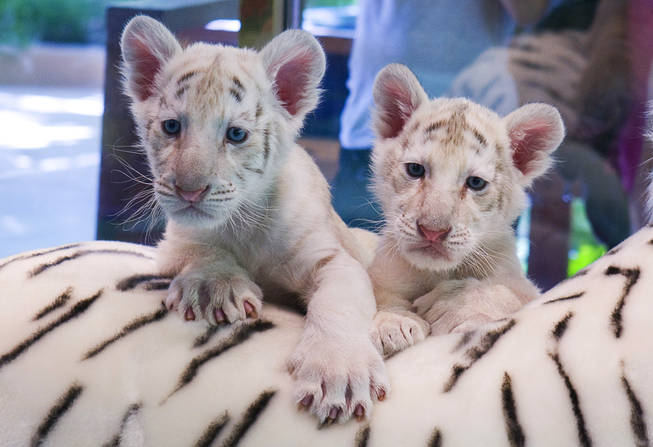 siegfried and roy stuffed white tiger