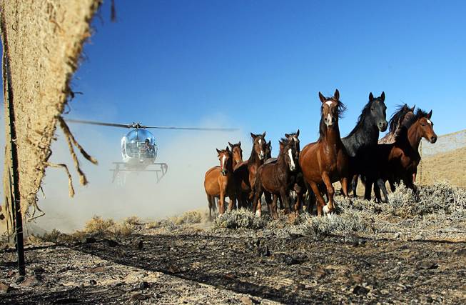 Wild Horse Gather Near Tonopah