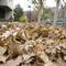 Photo: A man walks by a pile of fallen leaves at UNLV Wed