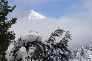 Snow hangs on a branch near the Echo Canyon subdivision in Kyle Canyon on Thursday. Metro search and rescue officers evacuated residents from the area due to an avalanche threat. Areas of Kyle Canyon received between 37 and 90 inches of snow from the recent storm.