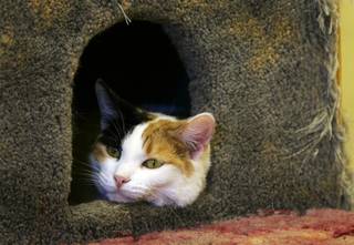 A calico cat named Cookie Dough looks out from a cat condo at the Nevada SPCA animal shelter Tuesday, Feb. 8, 2011.