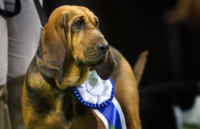 Alabama, a 4-year-old female Bloodhound, is shown during the Animal Foundation's 8th annual Best in Show event at the Orleans Arena May 1, 2011. Alabama won Best in Show.