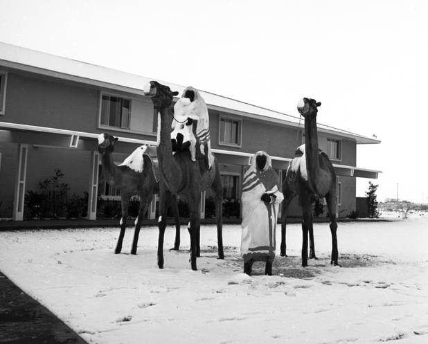 Sahara Hotel Camels Circa 1954.