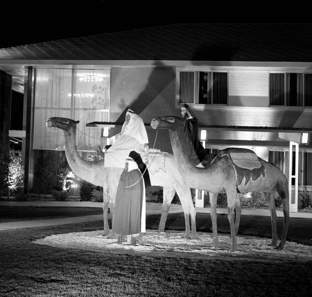 Sahara Hotel Camels Circa 1954.