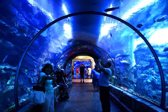 Inside the Shark Reef Aquarium at Mandalay Bay Friday, June 10, 2011.