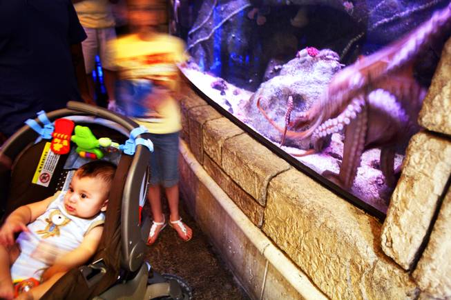 A baby and an octopus inside the Shark Reef Aquarium at Mandalay Bay Friday, June 10, 2011.