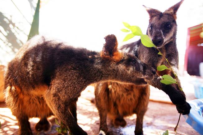 Two baby wallabies fight over food at the Southern Nevada Zoological-Botanical Park on Friday, June 10, 2011.