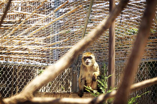 A barbary ape at the Southern Nevada Zoological-Botanical Park on Friday, June 10, 2011.
