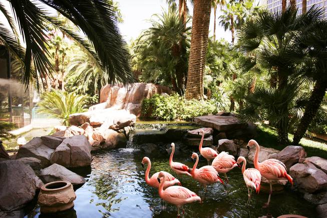 Chilean flamingos congregate in a pond inside the Wildlife Habitat at the Flamingo in Las Vegas Tuesday, June 14, 2011.