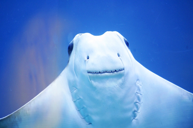 A stingray swims inside the saltwater aquarium at the Silverton in Las Vegas Wednesday, June 15, 2011.
