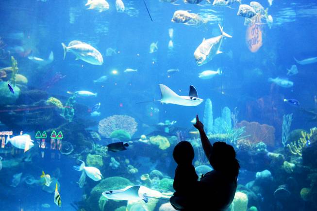 Guests looks at the animals inside the saltwater aquarium at the Silverton in Las Vegas Wednesday, June 15, 2011.