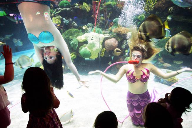 Mermaids Ariana Liuzzi, left, and Heather Carrasco swim inside the saltwater aquarium at the Silverton in Las Vegas Thursday, June 16, 2011.