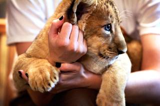 One of the 8-week-old baby lions at the Lion Habitat at MGM Grand in Las Vegas on Friday, June 17, 2011.