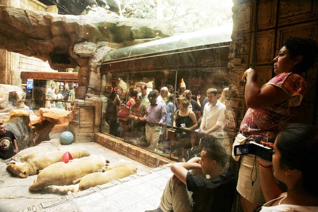 Tourists view the sleeping lions at the Lion Habitat at MGM Grand in Las Vegas Friday, June 17, 2011
