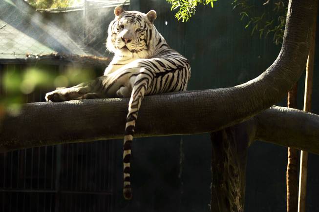 Titan, a white tiger, rests at Siegfried & Roy's Secret Garden and Dolphin Habitat at the Mirage in Las Vegas Friday, June 17, 2011