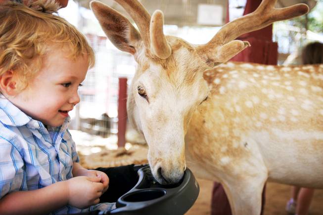 Elliott Schoppe-Jacobsen, 2, feeds Spicy, a fallow deer, from his stroller at Bonnie Springs Petting Zoo in Blue Diamond, Nevada Monday, June 20, 2011.