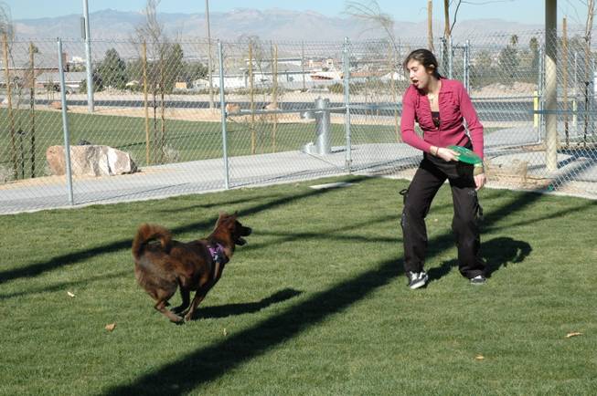 Cactus Wren Dog Park, located 2900 Ivanpah Dr., is one of the smaller dog parks in Henderson , but is still among its most popular.