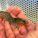 Shrimp Farming in the desert