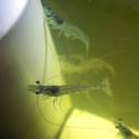 Shrimp Farming in the desert