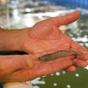 Shrimp Farming in the desert