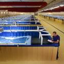 Shrimp Farming in the desert